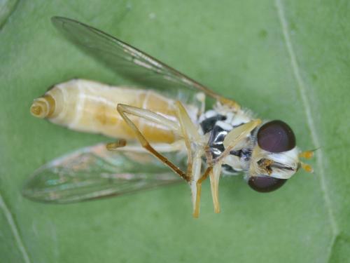 Réf. 186 008 : Sphaerophoria scripta